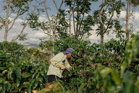 Pinnacle: The Art of Exceptional Coffee – Workshop Coffee