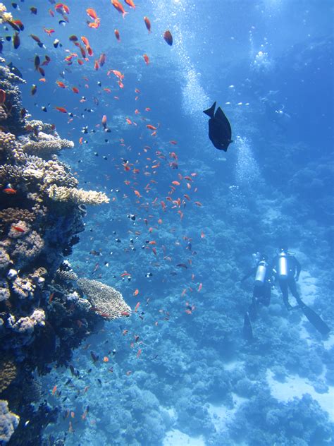 Fotos gratis mar Oceano cielo buceo nadar reflexión biología