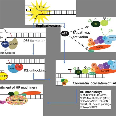 PDF Linking The Multiple Functions Of XPF ERCC1 Endonuclease In DNA