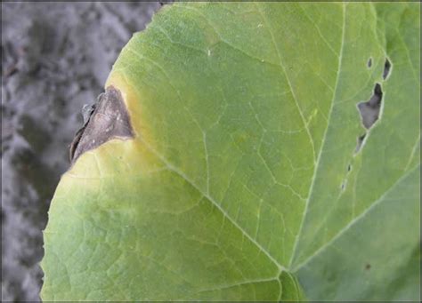 Verticillium Wilt Cucurbits Ontario Cropipm