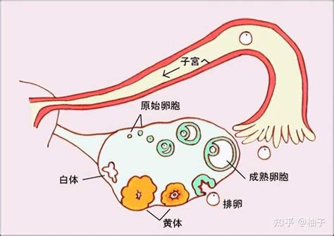 排卵时身体会有什么反应？这7个症状提示你要排卵了！ 知乎