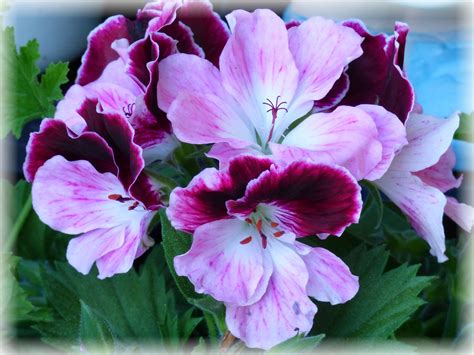 Edelpelargonie Regal Pelargonium Ursula Valtiner Flickr