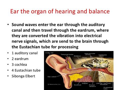 Ear the organ of hearing and balance