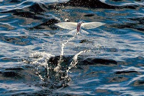 Flying Fish – "OCEAN TREASURES" Memorial Library