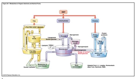 Bio Lecture Exam Metabolism Flashcards Quizlet