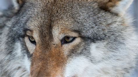 Wisconsin wolf hunt lawsuits; no DNR action on outside attorneys | FOX6 ...