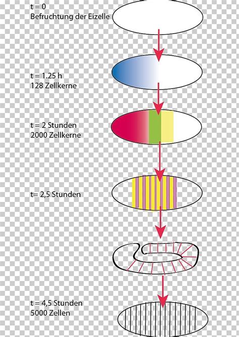 Gene Common Fruit Fly Protein Biosynthesis Dna Png Clipart Angle