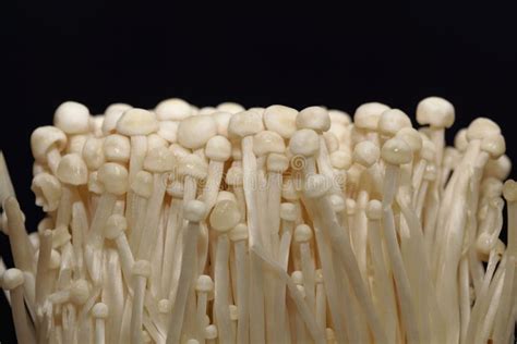 Small Enokitake Mushrooms, Flammulina Filiformis Stock Photo - Image of ...