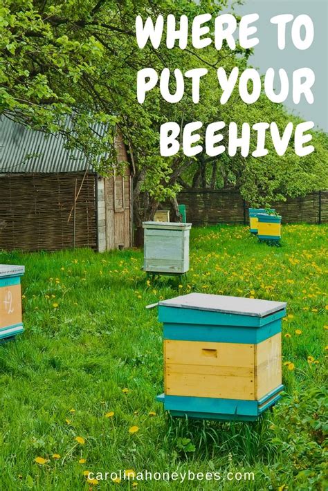 Where To Put Your Beehive Beehive Placement Is Important Carolina