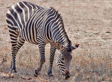 Zebra Caracter Sticas Esp Cies Habitat Comida Maestrovirtuale