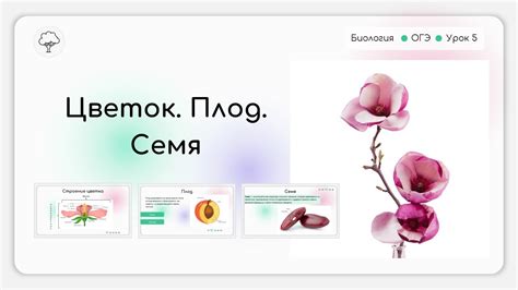 Цветок. Плод. Семя - YouTube