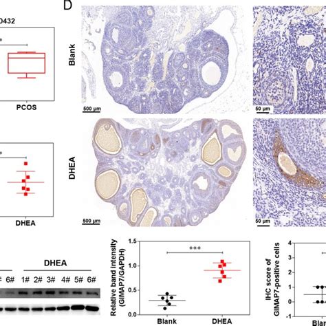 Gimap Expression Is Upregulated In Pcos Rat A The Gimap Expression