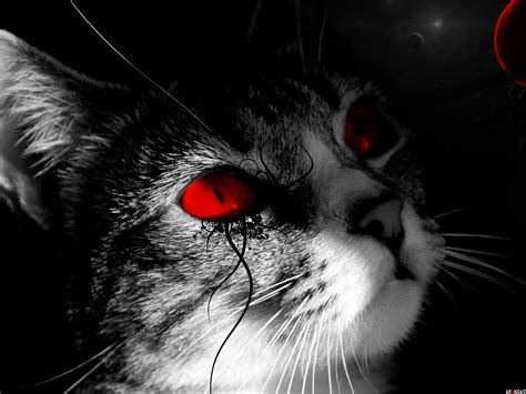 Cat Red Wallpapers K Hd Cat Red Backgrounds On Wallpaperbat The Best