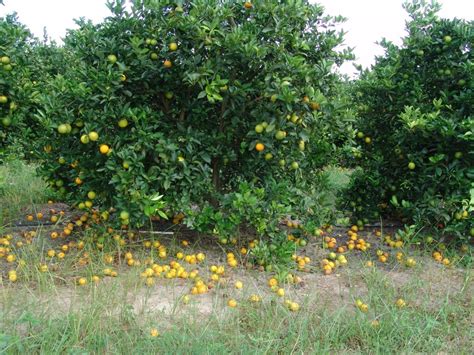 Wsu Grant Will Help Fight Devastating Citrus Disease Cahnrs News Washington State University