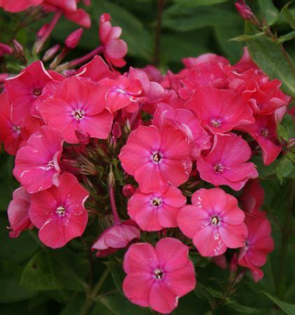 G Rtnerei Staudenspatz Hoher Sommer Phlox P Nktchen Phlox Paniculata