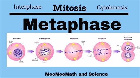 Metaphase Mitotic Stages Middle School Science Science Middle School