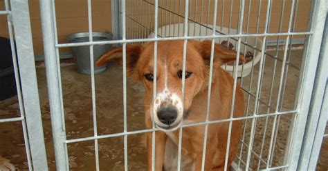 Noble Galgo Urgente 18 Perros En La Perrera De Priego