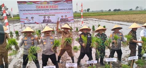 Berita BSIP Kalimantan Selatan Gubernur Kalsel Dan Wakapolri Panen