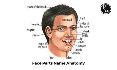 Face Parts Name Check List Of Face Parts Name In English