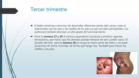 Desarrollo Embrionario Ppt