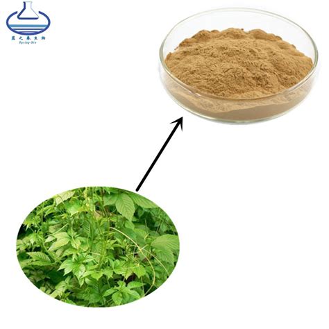 Gynostemma Pentaphyllum Extract Jiaogulan Extract Powder