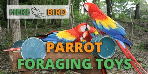 Parrot Foraging Toys Wow Blog