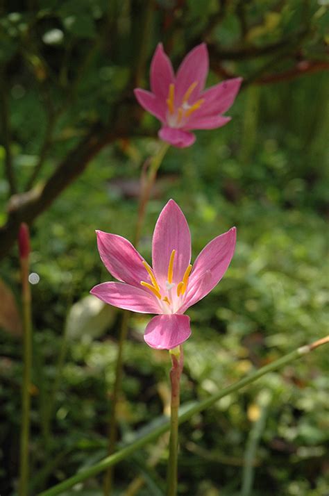 Rain Lily - Buchanan's Native Plants