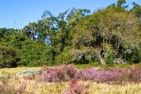 Indigenous Habitat Landscape Garden Route South Africa Stock Image