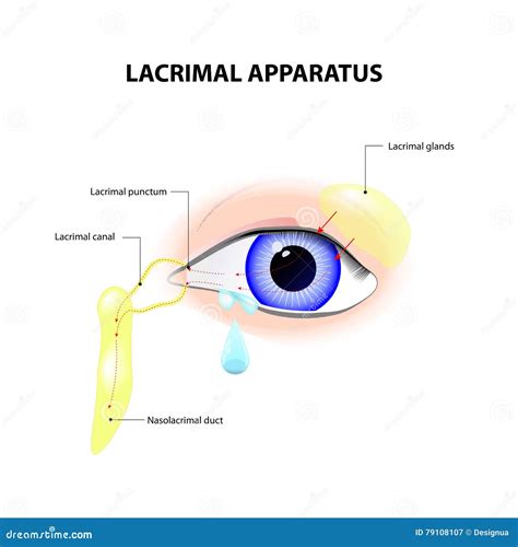 Lacrimal Apparatus Stock Vector Illustration Of Humor 79108107