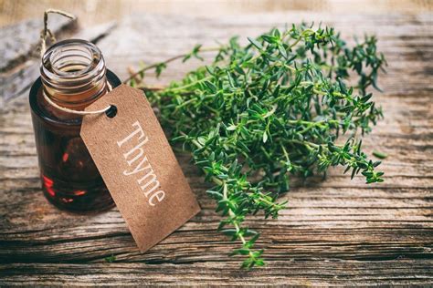 Thyme Essential Oil Spectacular Benefits For Boosting Well Being