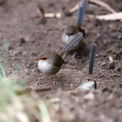 Superb Fairywren From Jarrahmond VIC 3888 Australia On May 17 2024 At