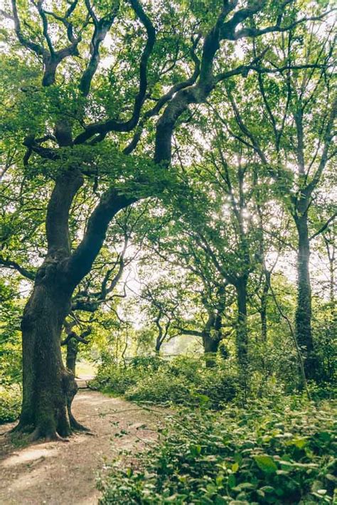 Hampstead Heath Walks Three Brilliant Self Guided Walks Map Artofit