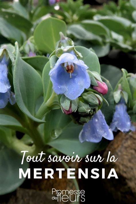 Mertensia Maritima Semis Culture R Colte Semis Plante Herbac E