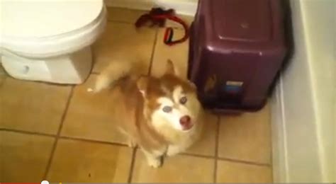 Husky Pup Argues About Taking A Bath Video