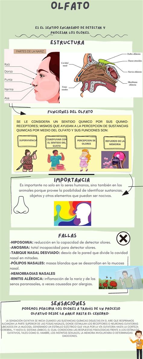 El Olfato Organos De Los Sentidos Olfato Nervio Olfatorio