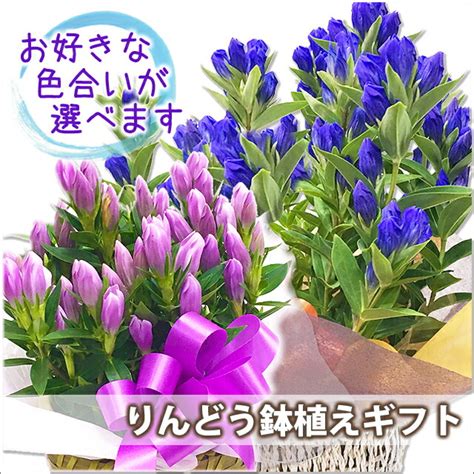 敬老の日 リンドウ プレゼント 鉢植え 色が選べる ブルー ピンク 5寸 5号 りんどう リンドウ 竜胆 敬老の日 お彼岸花鉢 ギフト 花 花