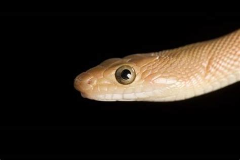 Baja California Rat Snake Bogertophis Rosaliae Joel Sartore