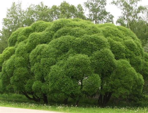 Ива ломкая / Salix fragilis - Ива для выращивания в Подмосковье ...