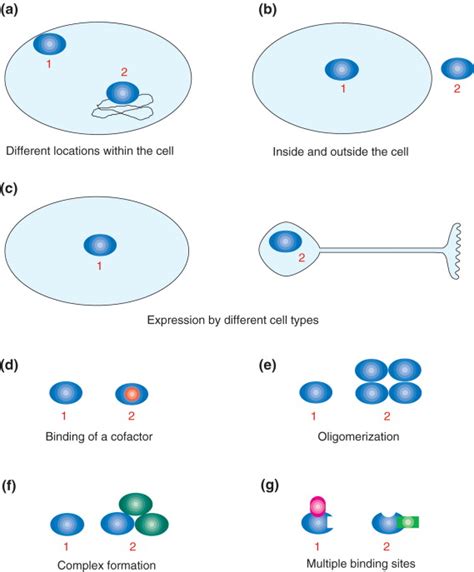 Moonlighting Proteins Trends In Biochemical Sciences