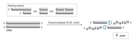 Exonuclease Iii E Coli Neb