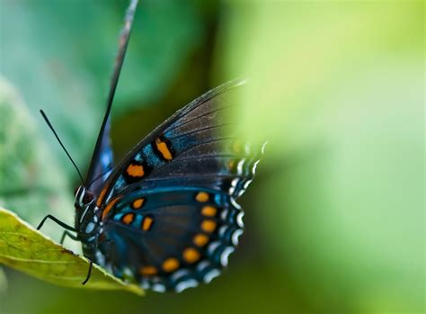 Butterfly On Leaves Free Stock Photo Public Domain Pictures