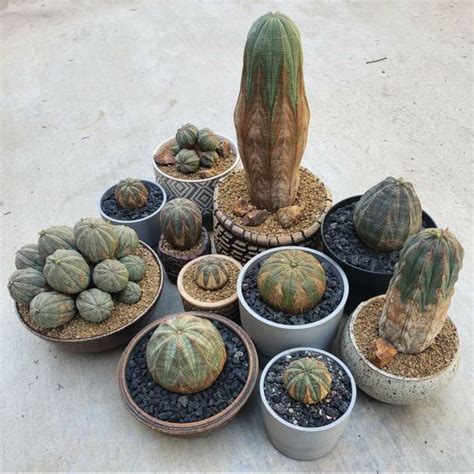 Lacss On Instagram Euphorbia Obesa Squad Crazy Cactus