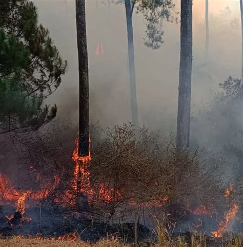 Kebakaran Di Lereng Gunung Merbabu Api Makin Merembet Hingga Kawasan