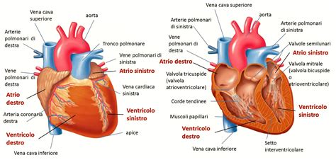 Come è fatto il cuore umano