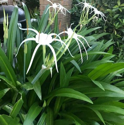 Spider Lilly Perennials Plants Lillies