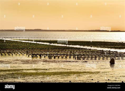 Oyster Beds On The Beach At Whitstable Kent England Stock Photo Alamy