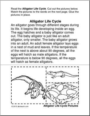 Learning Center Alligator Life Cycle Abcteach