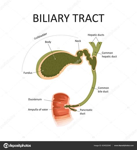 Gallbladder Bile Duct Stock Vector Image The Best Porn Website