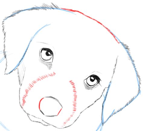 How To Draw A Dog Or Puppy Realistic Easy Step By Step Drawing