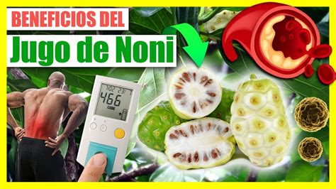 Para Que Sirve El Noni Beneficios Y Propiedades De Consumir Jugo De